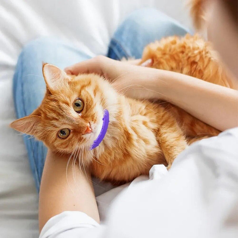 Coleira de prevenção de pulgas e carícias para cães e gatos